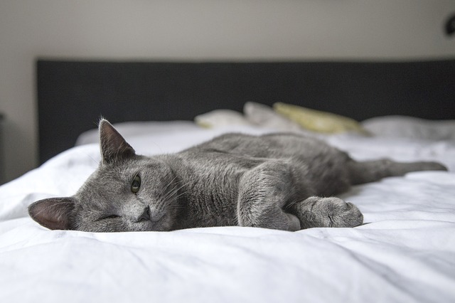 kočka v posteli
